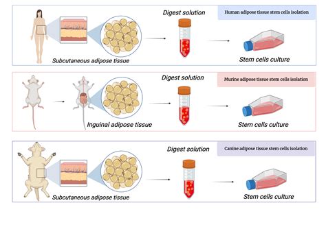 Isolation of stem cells from multiple species | BioRender Science Templates