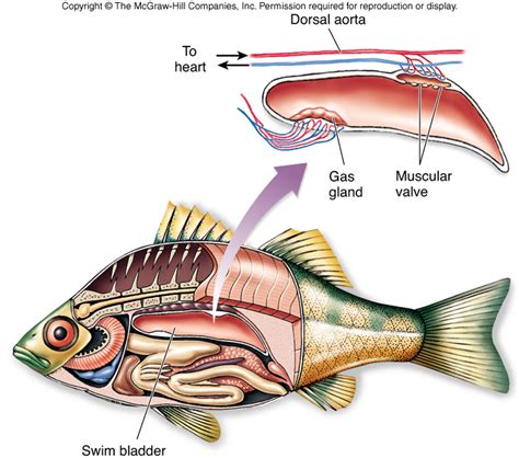 Respiration In Fish: How Do Fish Breathe | Process of Respiration in Fishes | fish respiratory ...