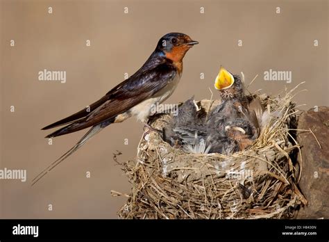 Barn Swallow (Hirundo rustica) at nest with begging chicks, Ohio Stock ...