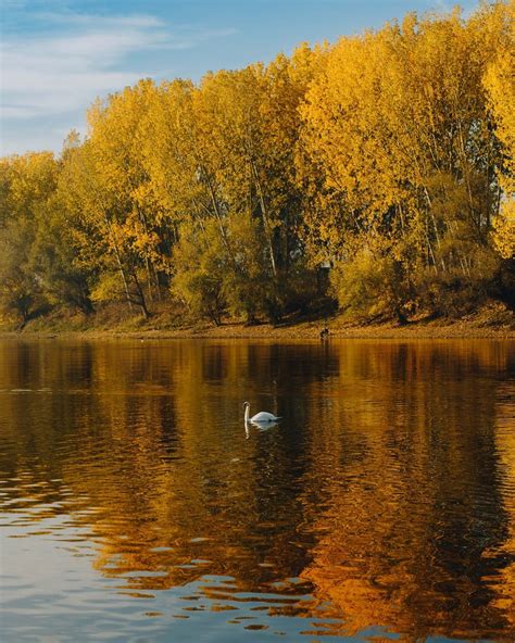 Besplatna slika zlatni sjaj jezero pejzaž jesen labud plivanje