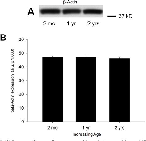 Figure From Differential Aging Related Changes Of D D And D