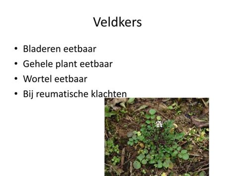 Eetbare Wilde Planten Ppt