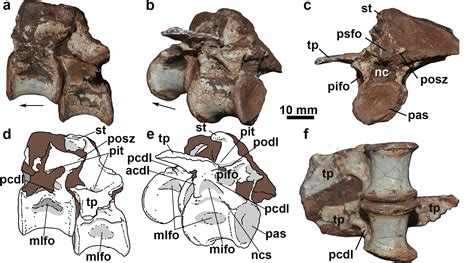 Scielo Brasil Intraspecific Variation In The Axial Skeleton Of