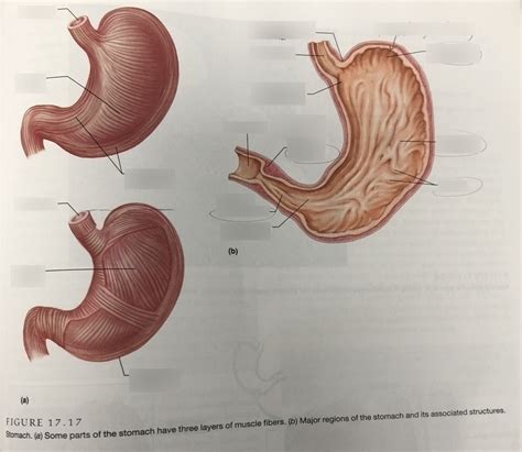 Honors Anatomy And Physiology Figure 17 17 Diagram Quizlet