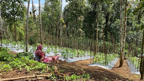 Beraktivitas Pagi Hari Di Desa Pergi Ke Kebun Youtube