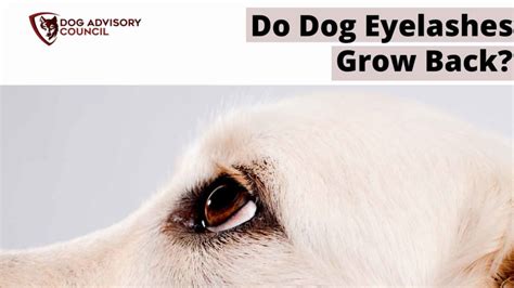 Do Dog Eyelashes Grow Back Explained Dog Advisory Council