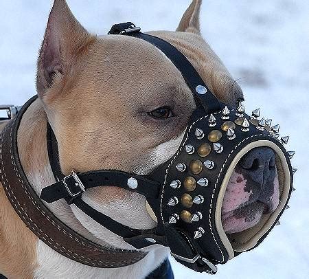 Royal Spiked Leather Dog Muzzle [M61##1060 Pitbull spiked and studded ...