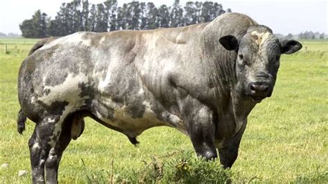 Belgian Blue Cows -- evidence of 'de-volution' | Belgian blue cattle ...