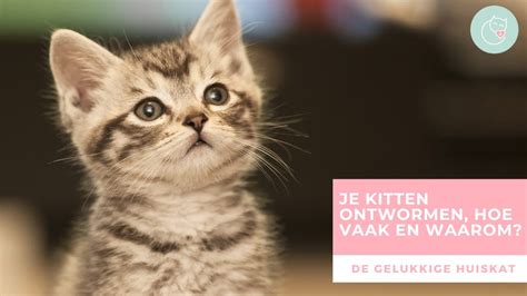 Je Kitten Ontwormen Hoe Vaak En Waarom De Gelukkige Huiskat