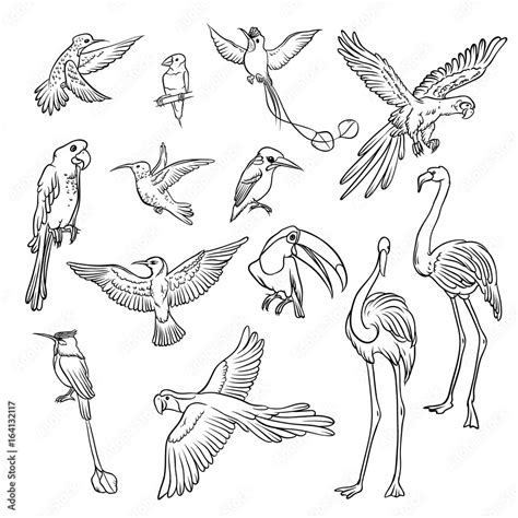 Vector black and white sketch set drawn by hand. Collection of exotic tropical birds. Isolated ...