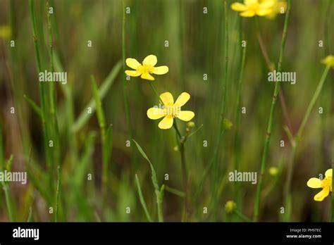 Flower Of A Lesser Spearwort Ranunculus Flammula Stock Photo Alamy