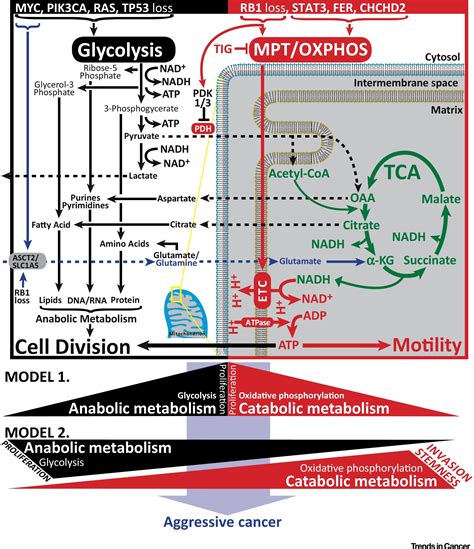 Mitochondrial Oxphos Induced By Rb1 Deficiency In Breast Cancer