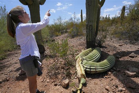 The Extreme Heat In Phoenix Is Withering Some Of Its Famed Saguaro Cactuses With No End In