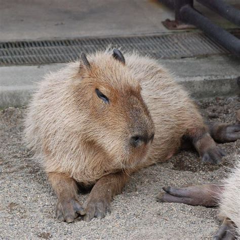 千葉県市川市・市川動植物園・カピバラ 動物 無料写真素材 あみラボ