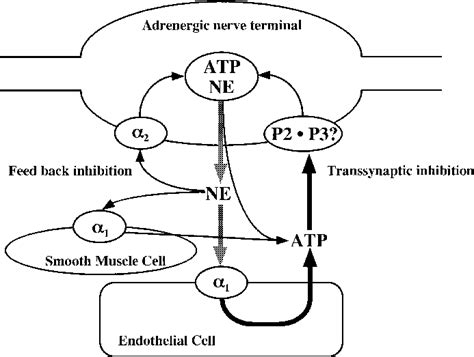 Schematic Representation Of Purinergic Transsynaptic Modulation In The