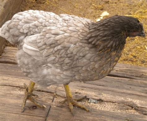 Blue Gray Pullets Backyard Chickens Learn How To Raise Chickens