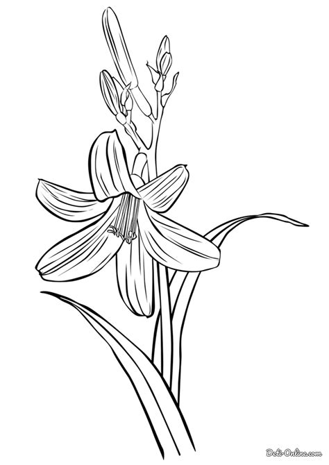 Раскраска Лилия распечатать или скачать