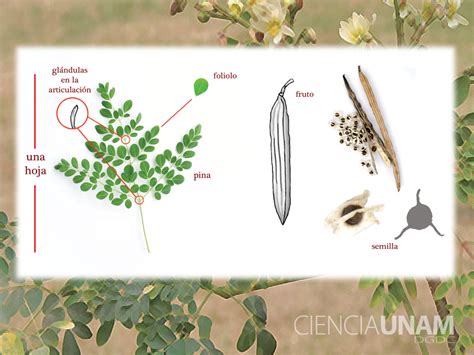 Beneficios Nutritivos Y Medicinales De La Moringa Ciencia UNAM