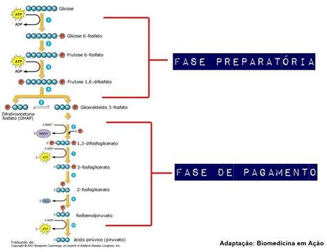 Glicólise Mind Map