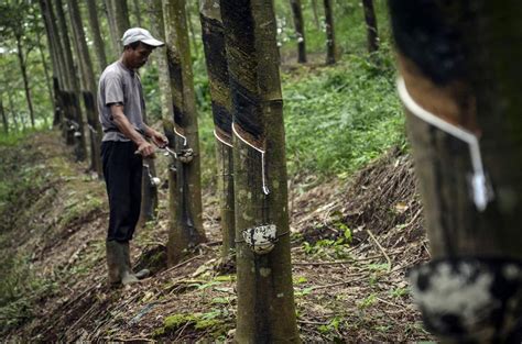 Gugur Daun Serang Perkebunan Karet Sumatra Selatan