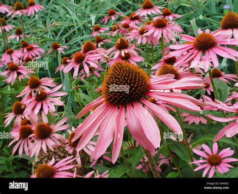 Rudbeckia Purpurea Kim S Knee High Echinacea Cone Flower Stock Photo