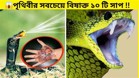 🐍 পৃথিবীর সবচেয়ে বিষাক্ত ১০ টি সাপ 😱😱 10 Most Venomous Snakes In