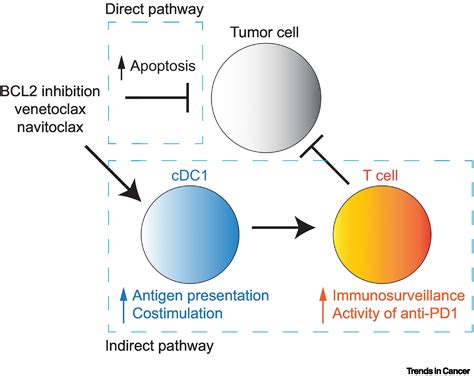 Enhancing Dendritic Cells By Inhibiting BCL2 Trends In Cancer