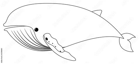 Outline drawing of whale on white background Stock Vector | Adobe Stock