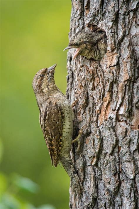 Eurasian Wryneck, Jynx Torquilla is Feeding Its Chicks Stock Image ...