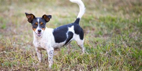 Rat Terrier Mix Breeds Discover 27 Options For You