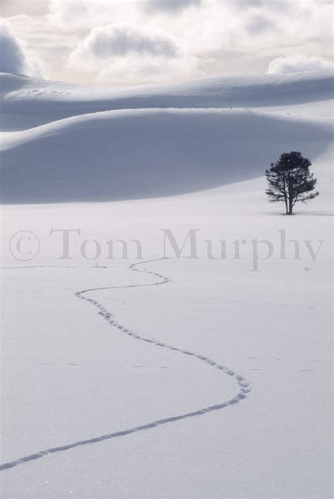 Coyote Tracks Snow Drifts – Tom Murphy Photography