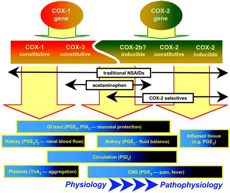 Cyclooxygenase 3 Cox 3 Filling In The Gaps Toward A Cox Continuum