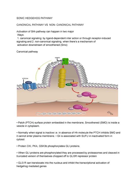 Sonic Hedgehog Pathway Sonic Hedgehog Pathway Canonical Pathway Vs