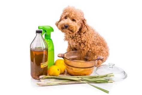 Apple Cider Vinegar For Fleas - PestSeek