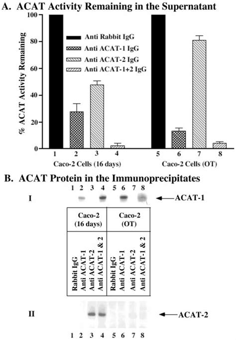 Immunodepletion Of Acat And Or Acat In Caco Cells Grown At Ot