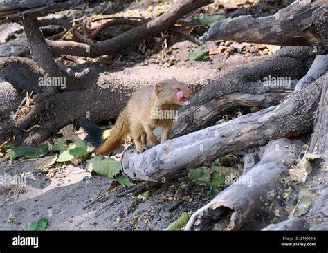 Common Slender Mongoose Schlankmanguste Mangouste Rouge Herpestes