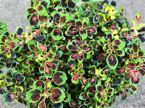 Колеус Fiery fingers (0,1л) - Завод ФЛОРА