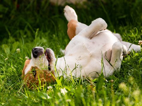 Motivi Per Cui Il Cane Si Rotola Sulla Schiena