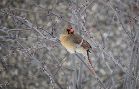 Female Cardinal - Free photo on Pixabay - Pixabay