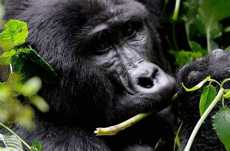 11 Days Rwanda and Congo Safari - Safari Vacations & Travel Services