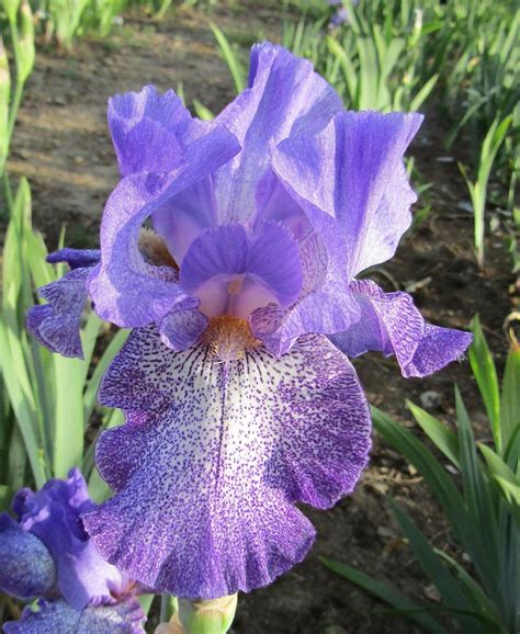 Purple Pepper Tall Bearded Iris