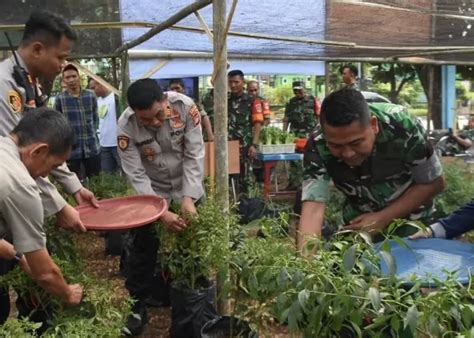 Kodim 0501 Jakarta Pusat Sukses Panen Sayur Mayur Di Lahan Urban