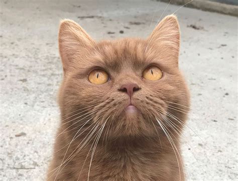 British Shorthair Cinnamon Chatons British Shorthair