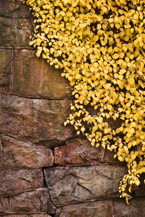 The Perfect Rock Wall Landscaping Plants | Rock wall landscape, Rock ...