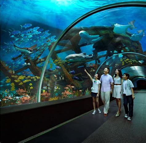 sea aquarium singapore (2) - Living + Nomads – Travel tips, Guides ...