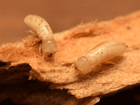 Arizonas Complete Guide To Drywood Termites Types Of Az Termites