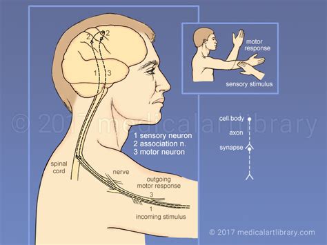 Sensory Input Motor Response Medical Art Library