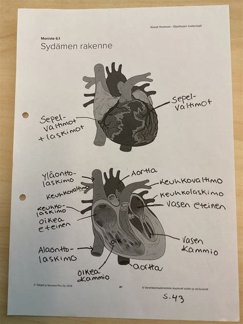 Kappale Verenkiertoelimist