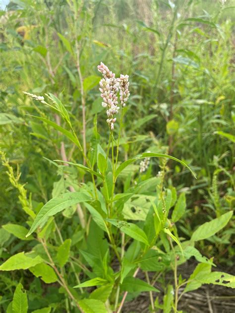 Wetland Plants: Beautiful and Hard-working — Smart Wetlands