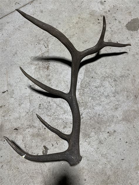 Elk Antler Medieval Fur